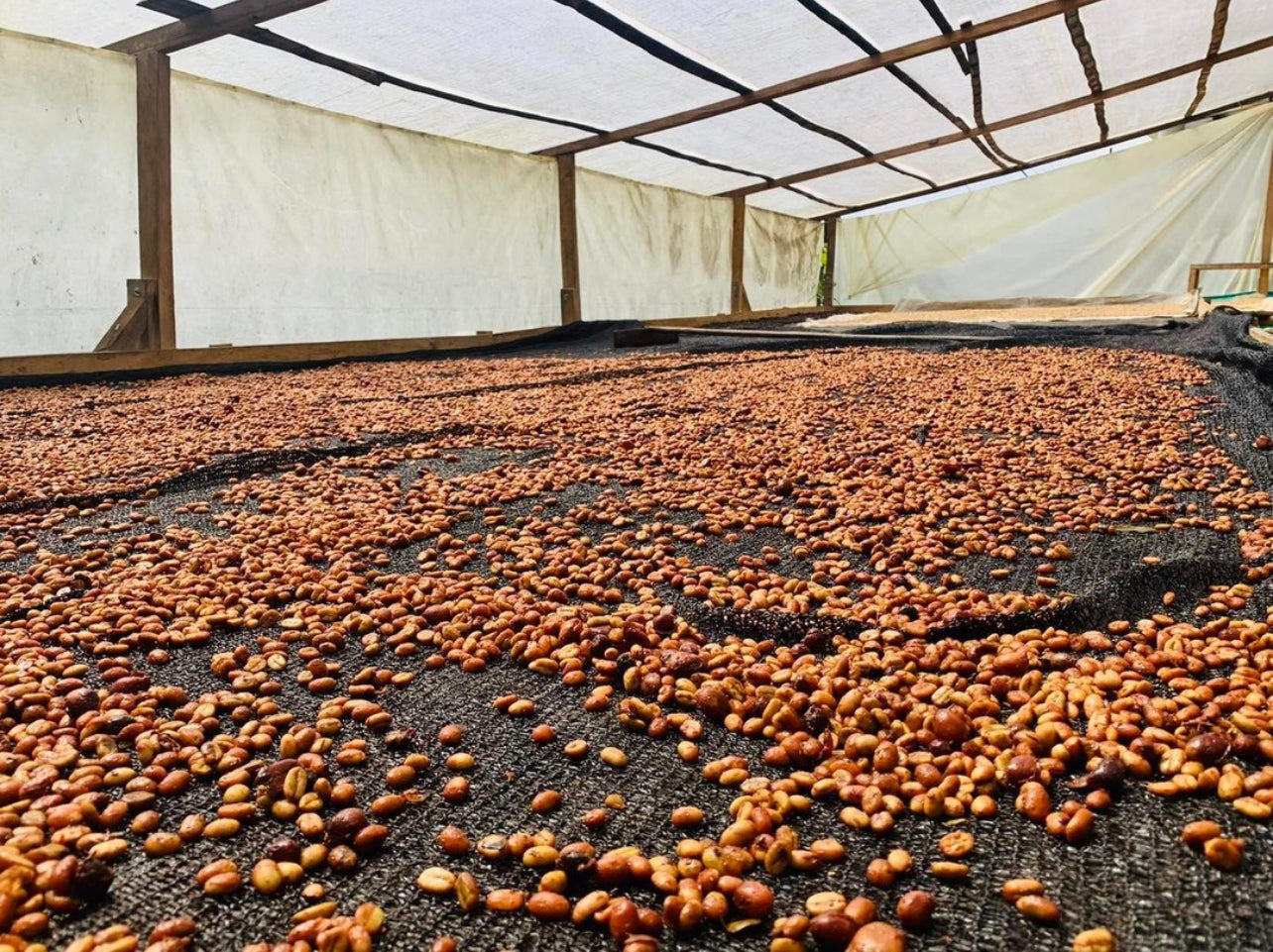 Cafecito Power - Light Roast - 12 Oz