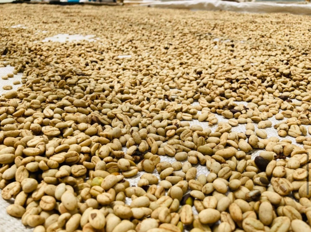 Cafecito Power - Dark Roast - 12 Oz